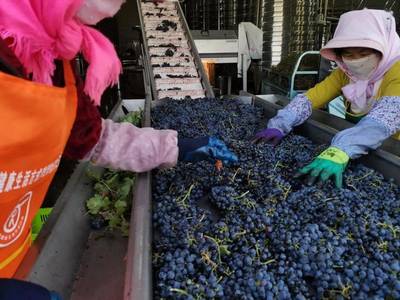 青創(chuàng)農(nóng)場丨農(nóng)創(chuàng)團(tuán)聚地,夢想新沃地--吳忠市示范性青創(chuàng)農(nóng)場展播(二)