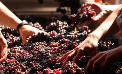 從葡萄酒加工視角，解析高端紅酒與低端紅酒的根本區(qū)別